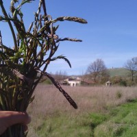 Sagra dell'asparago selvatico lucano e visita dei luoghi storici. Il 25 Aprile a Satriano la seconda edizione